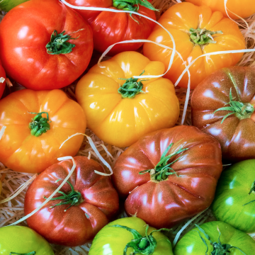 Tomates anciennes mélange