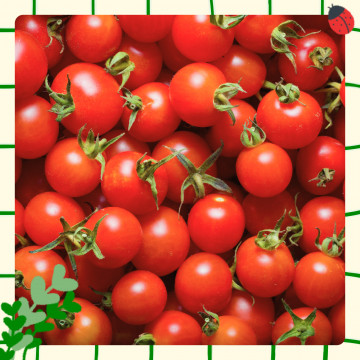 Tomates cerises