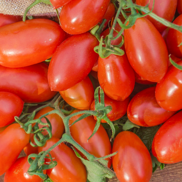 Tomates Roma Tomates Roma
