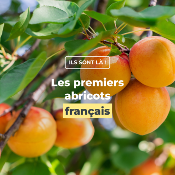 Les 1ers abricots français !