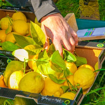 Découvrez le Citron de Menton IGP Découvrez le Citron de Menton IGP