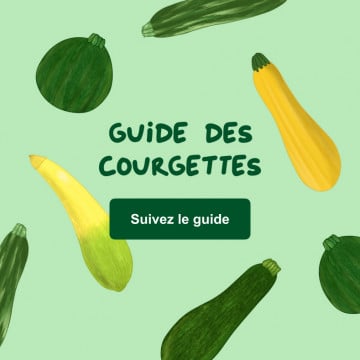 Guide des courgettes Guide des courgettes