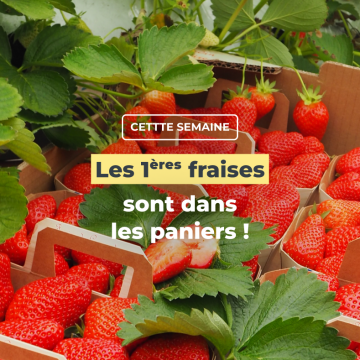 Les 1ères fraises sont dans les paniers !