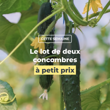Le duo de concombres à petit prix