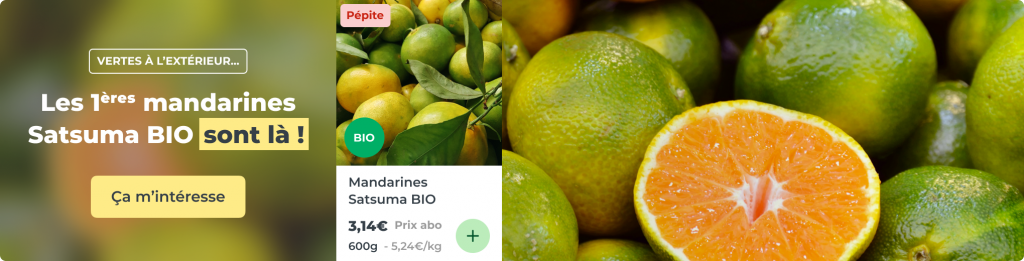 1ères mandarines Satsuma