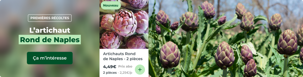 L'artichaut Rond de Naples