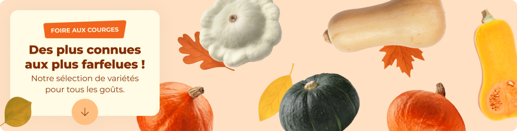 C'est la foire aux courges !