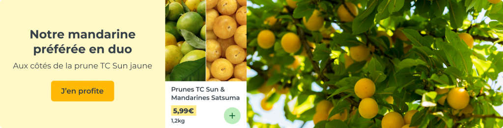Duo TC Sun & Satsuma