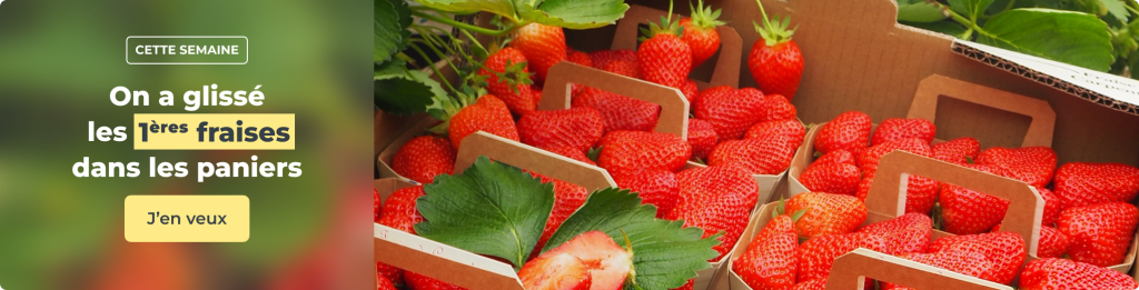 On a glissé les 1ères fraises dans les paniers !
