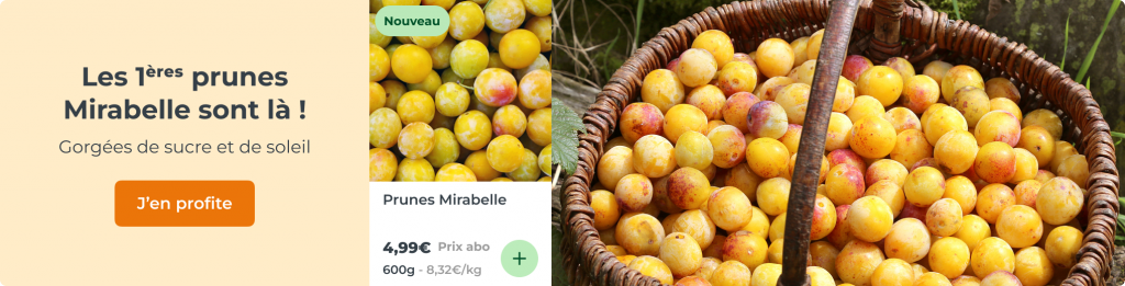 Les 1ères prunes Mirabelle sont là ! Gorgées de sucre et de soleil
