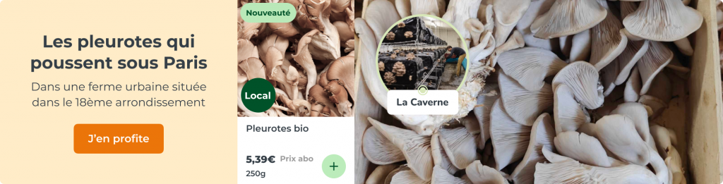 Les pleurotes qui poussent sous Paris