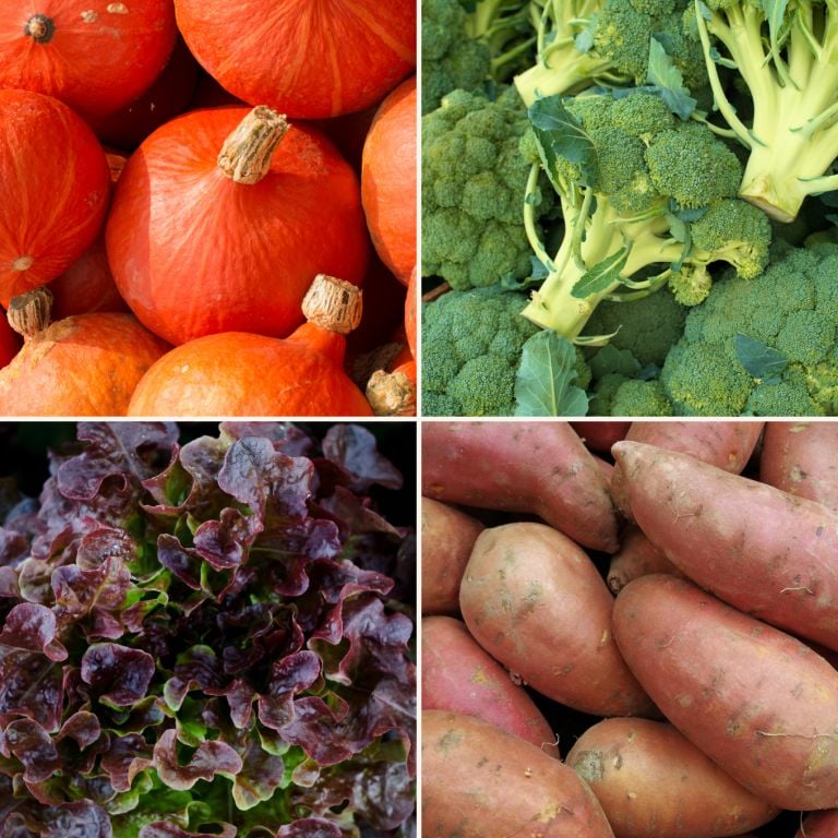 Petit mélange de légumes