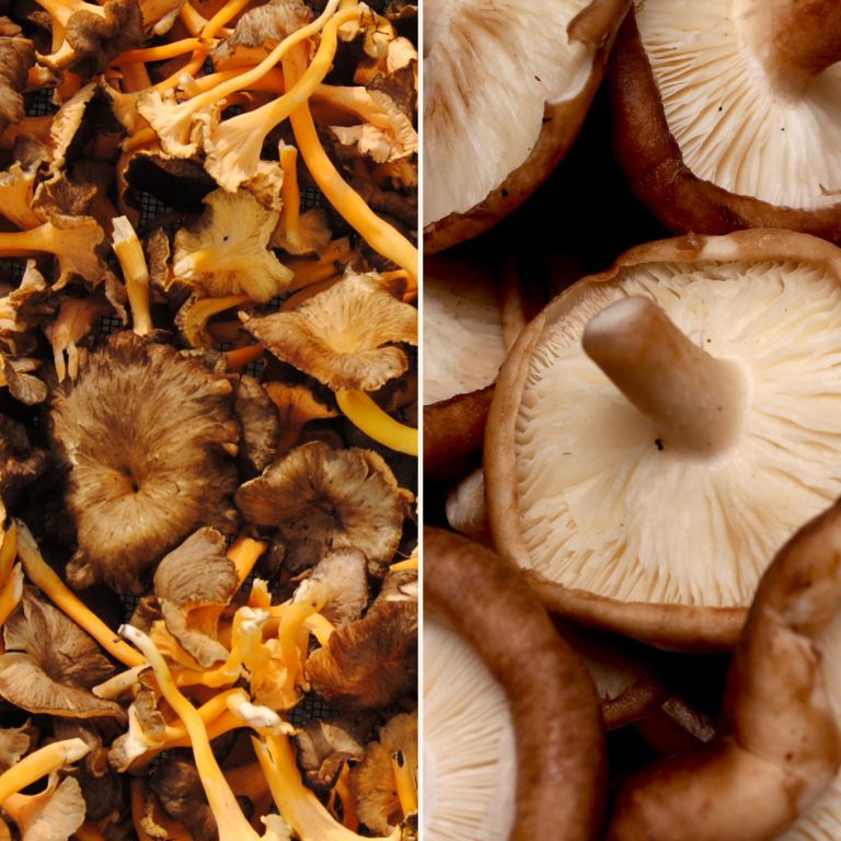Chanterelles grises & champignons Shiitaké