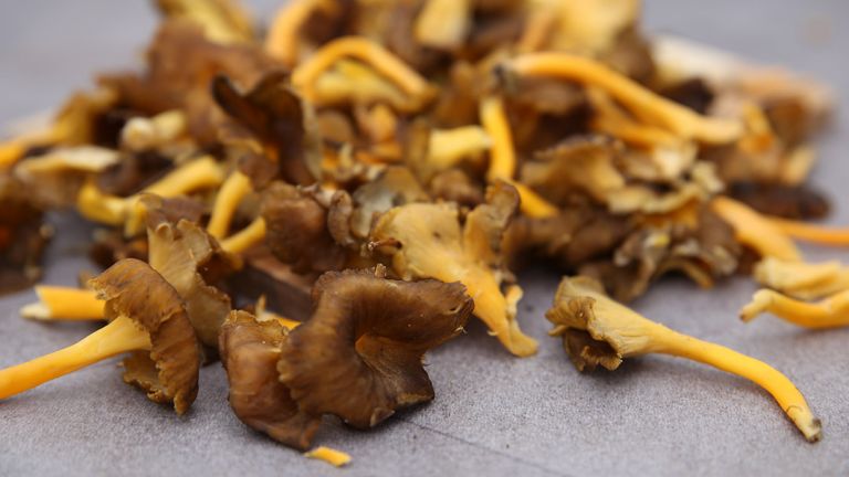 Chanterelles grises - 100g