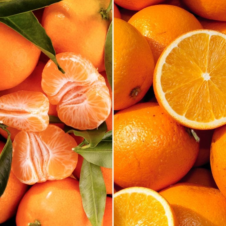 Clémentines Fine de Corse IGP & oranges Newhall