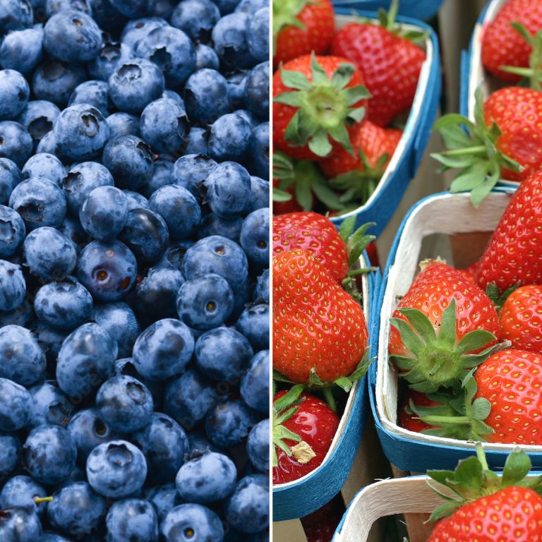 Fraises Kara & myrtilles