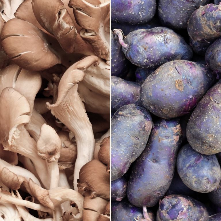 Pleurotes & pommes de terre Vitelotte