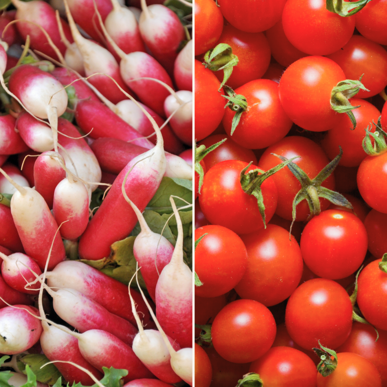 Tomates cerises & radis roses