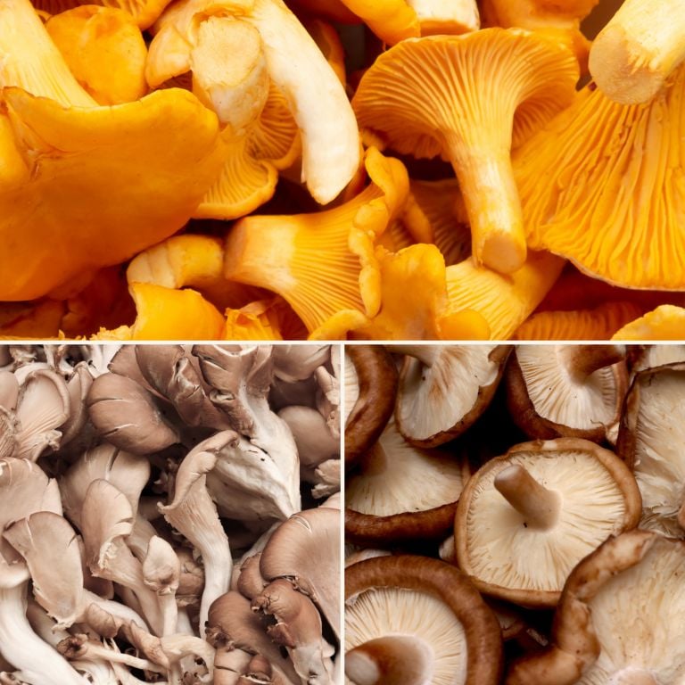 Trio de champignons