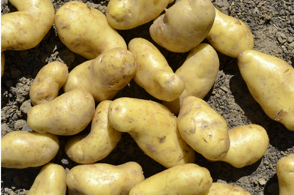 Pommes de terre nouvelles