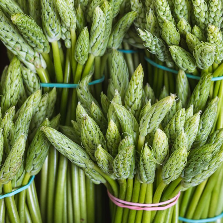 Asperges des bois