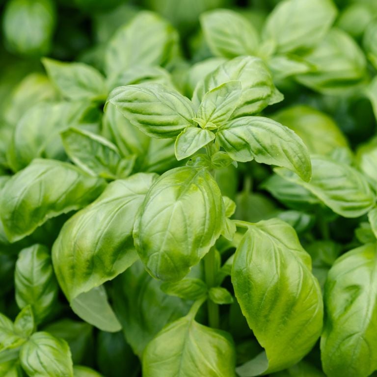 Bouquet de basilic