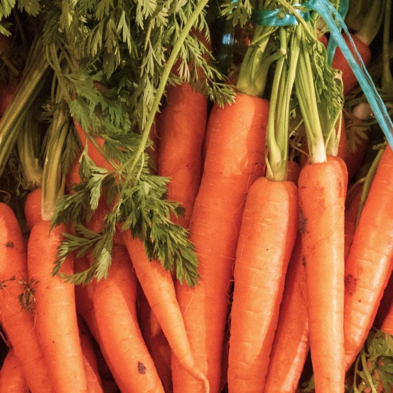 Botte de carottes fanes