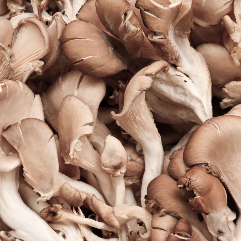 Pleurotes