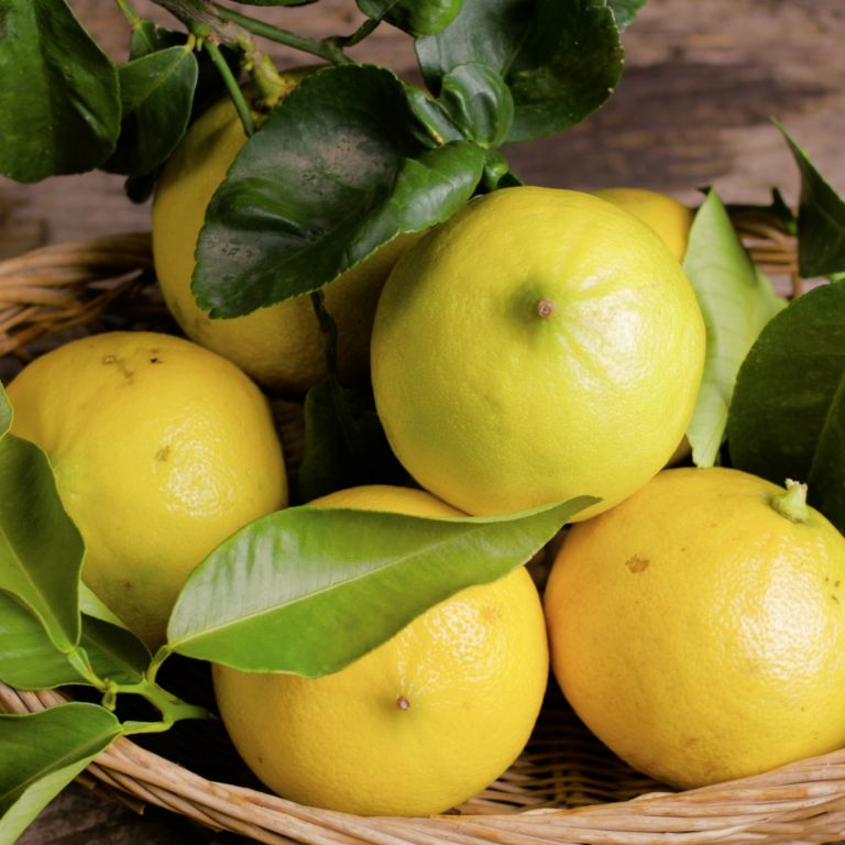 Citrons Bergamote