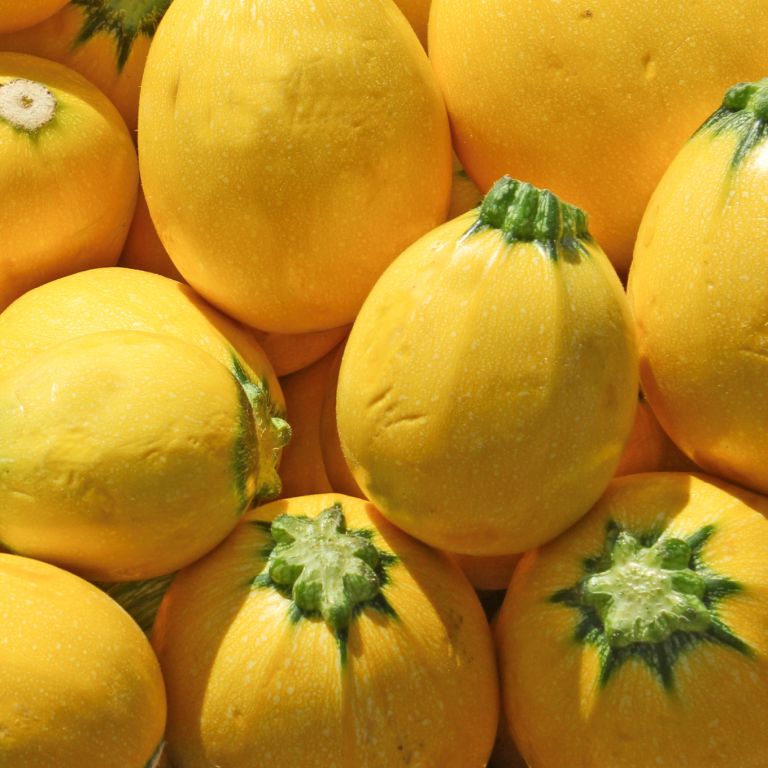 Courgettes rondes jaunes