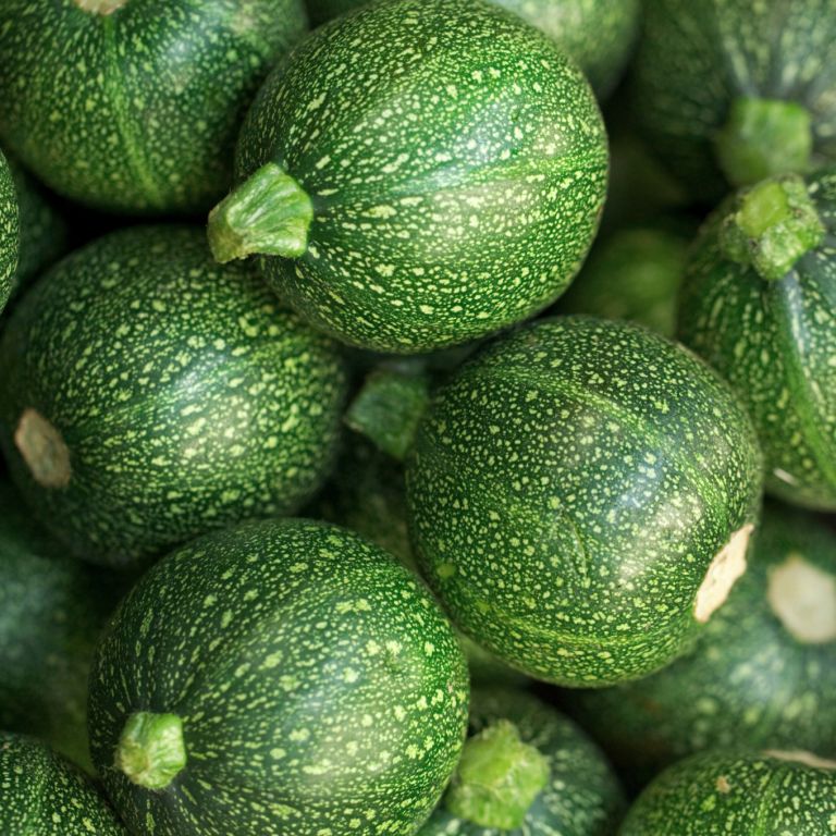 Courgettes vertes rondes