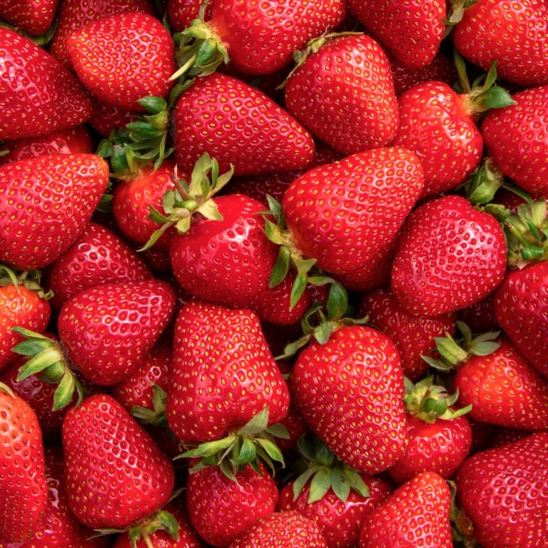 Fraises Charlotte