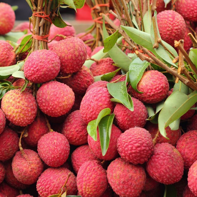 Litchis