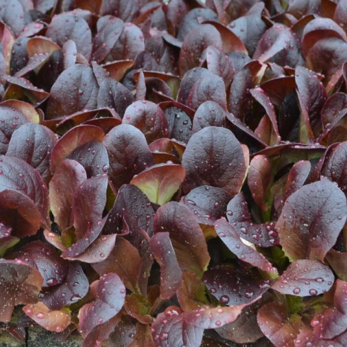 La barquette de mâche rouge