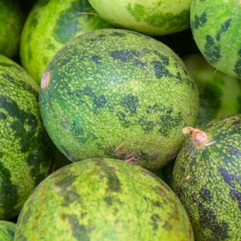 Mini pastèque sans pépin bio