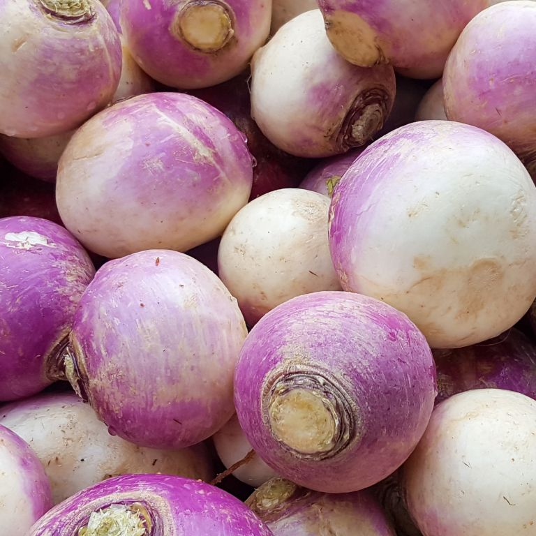 Navets violets