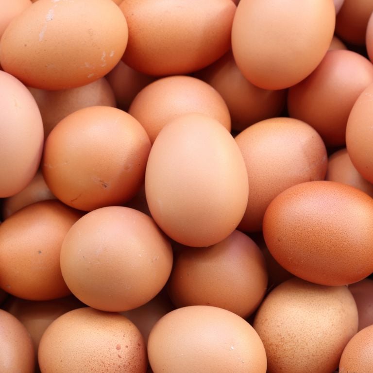 12 œufs bio