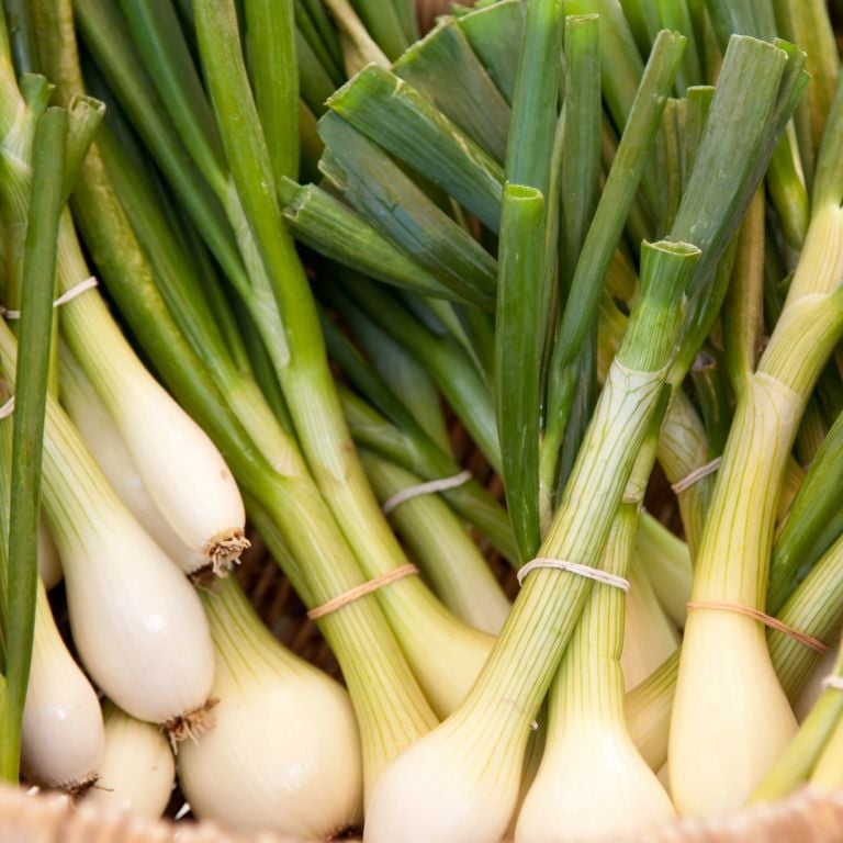 Botte d'oignons nouveaux blancs