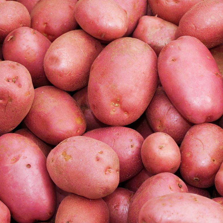 Pommes de terre rouges