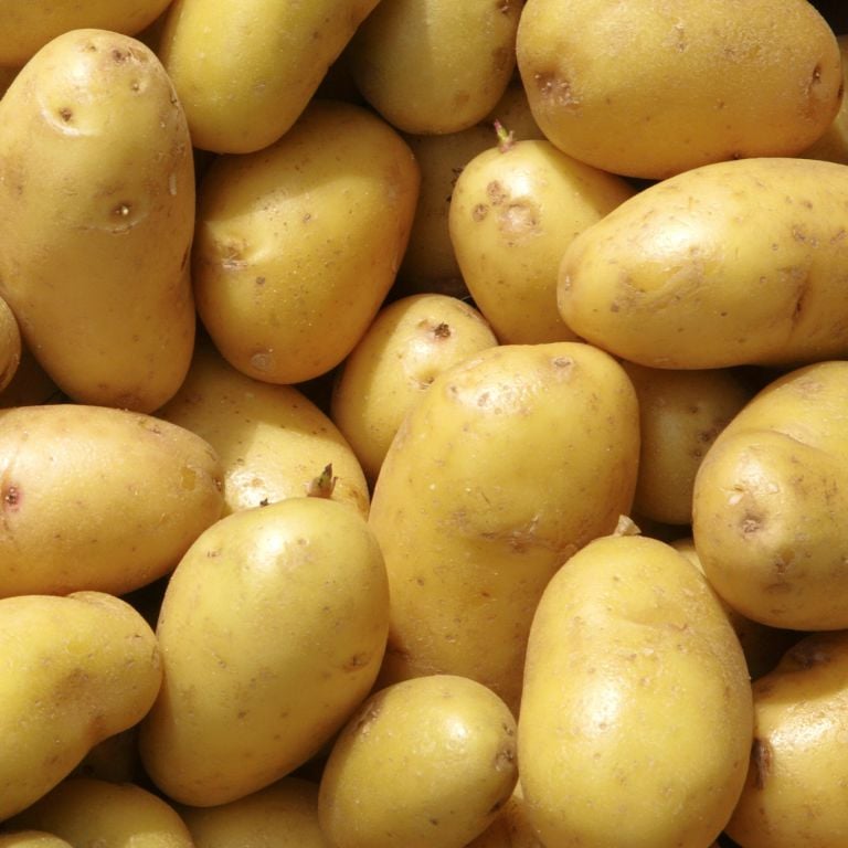 Pommes de terre Agria