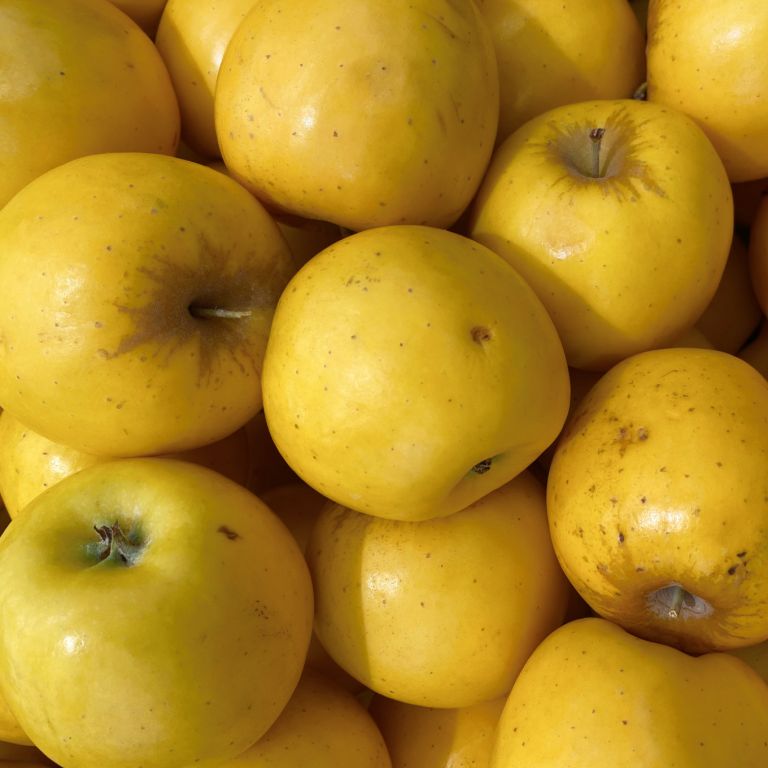 Pommes Reinette Clochard