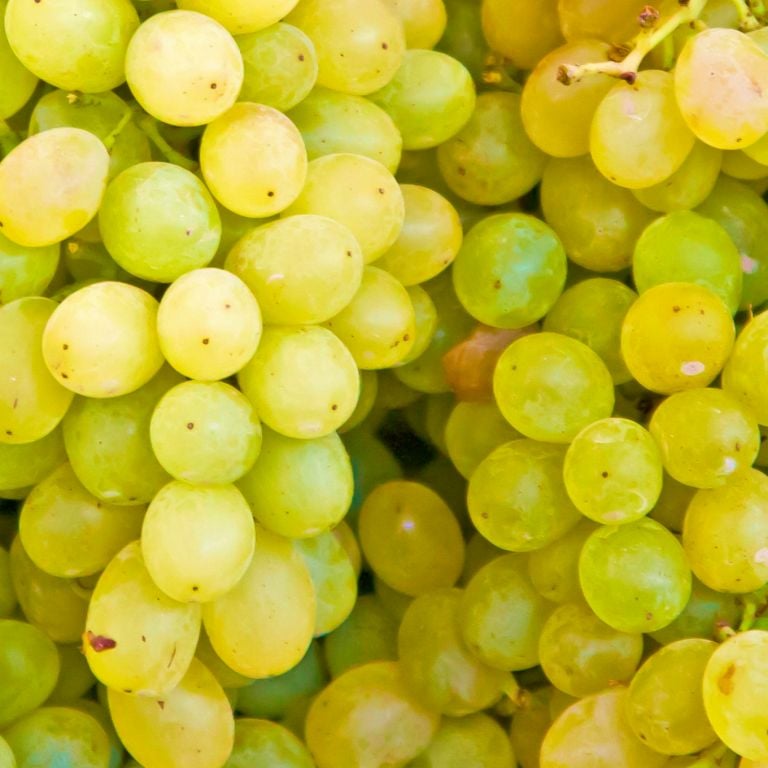 Raisin Arra sans pépin