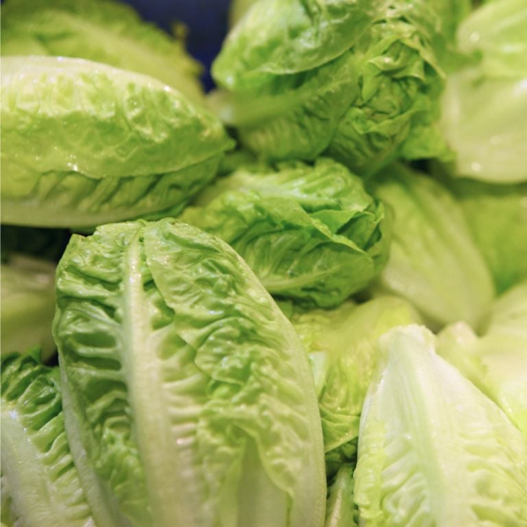 Salade Sucrine