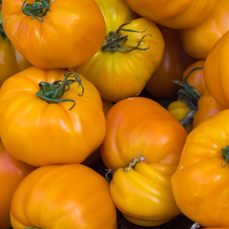 Tomates anciennes jaunes Ananas
