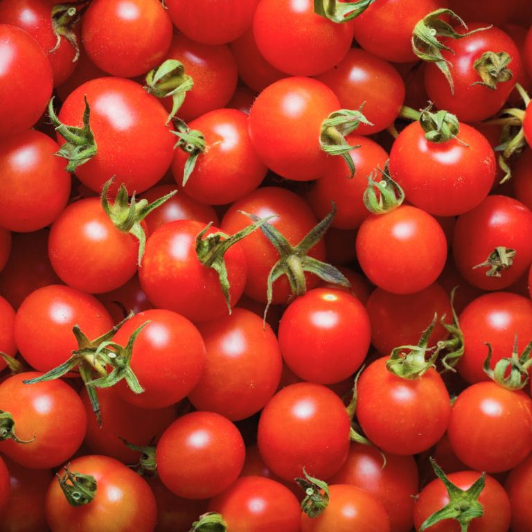Tomates cerises rouges