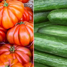 Concombre & tomates Marmandes