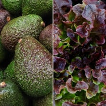 Avocats et salade de feuille de chêne rouge