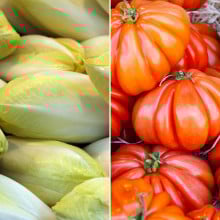 Endives & tomates anciennes
