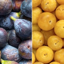 Figues & prunes jaunes