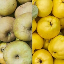 Pommes canada grise et coing